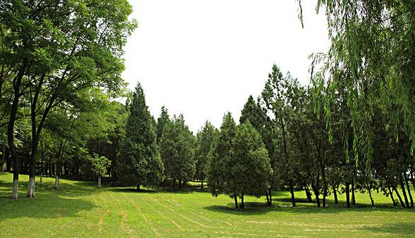 世界林業(yè)節(jié)